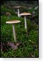 paddenstoel paddenstoelen paddestoel paddestoelen schimmel zwam schimmels zwammen hdr paddo paddos champignon champignons herfst najaar